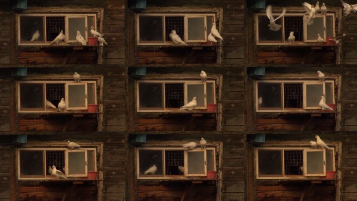 А. Митлянская.2014 видео (2)