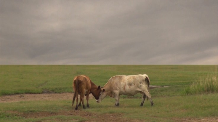 А. Митлянская.2014 видео